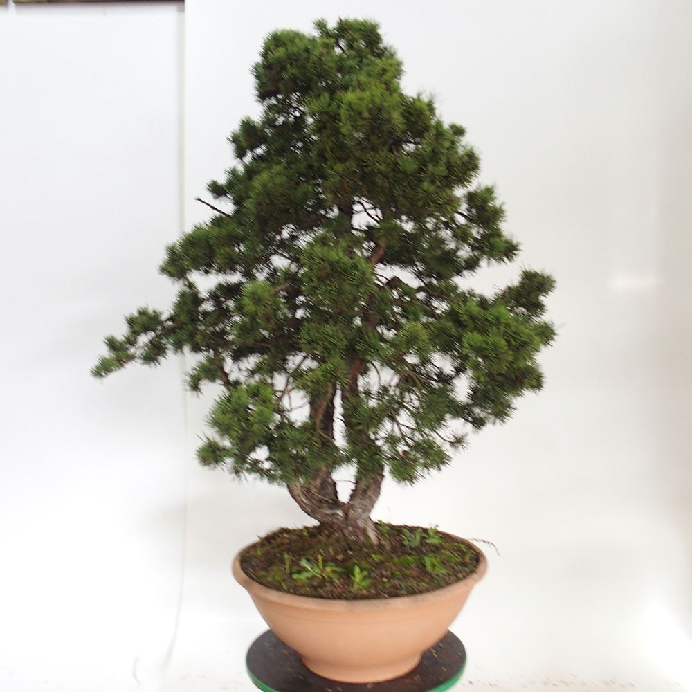 Yamadori - Pinus sylvestris Espagne