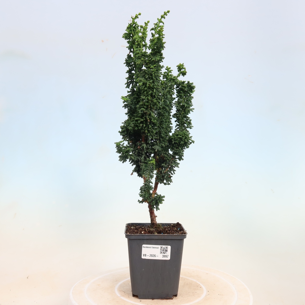 Bonsaï d'extérieur - Cham. obtusa SEKKA HINOKI - Cyprès