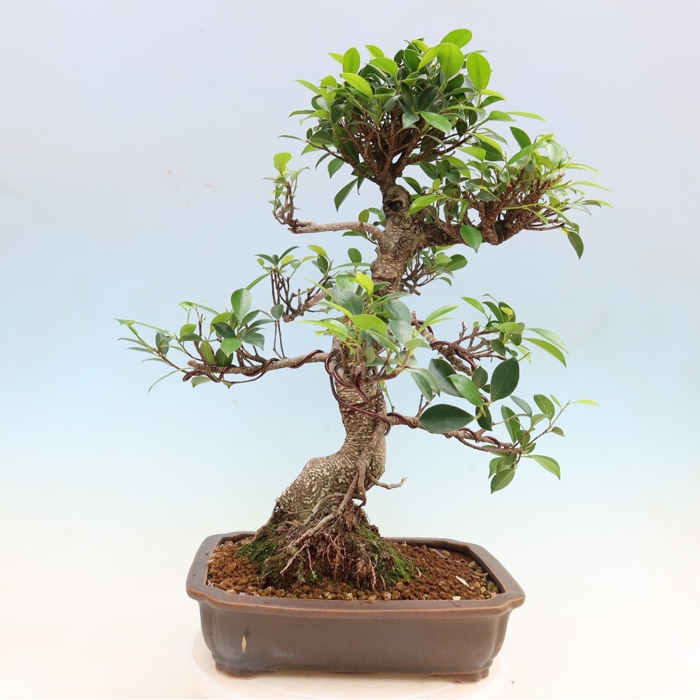 Salle bonsaï - Ficus kimmen - ficus à petites feuilles