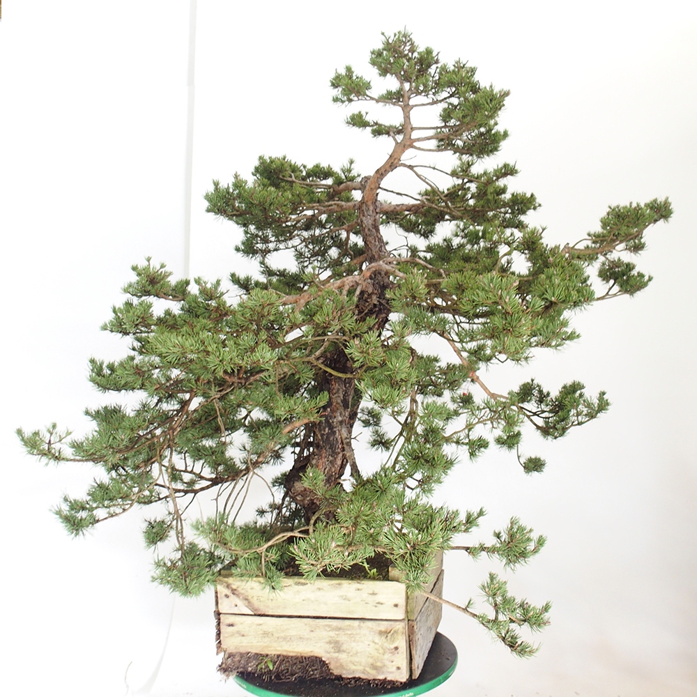 Yamadori - Pinus sylvestris Espagne