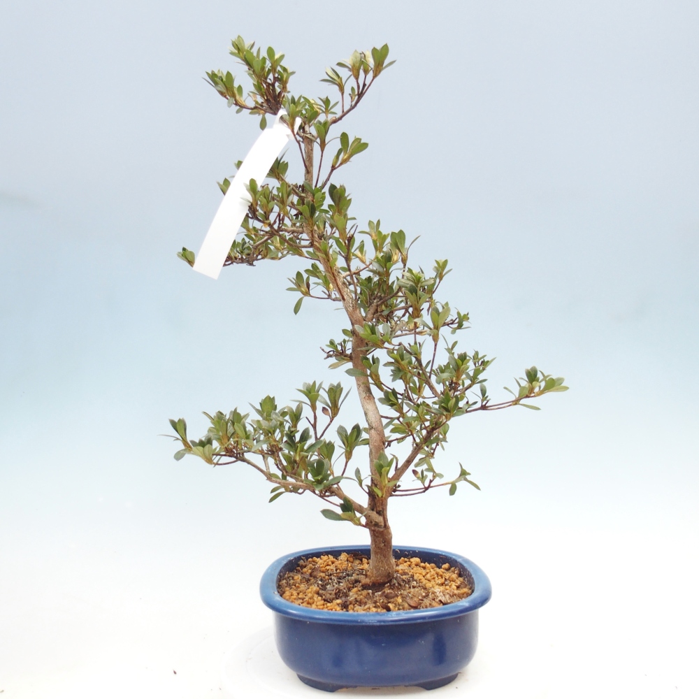 Bonsaï d'extérieur - Azalée japonaise - Azalée Yoko