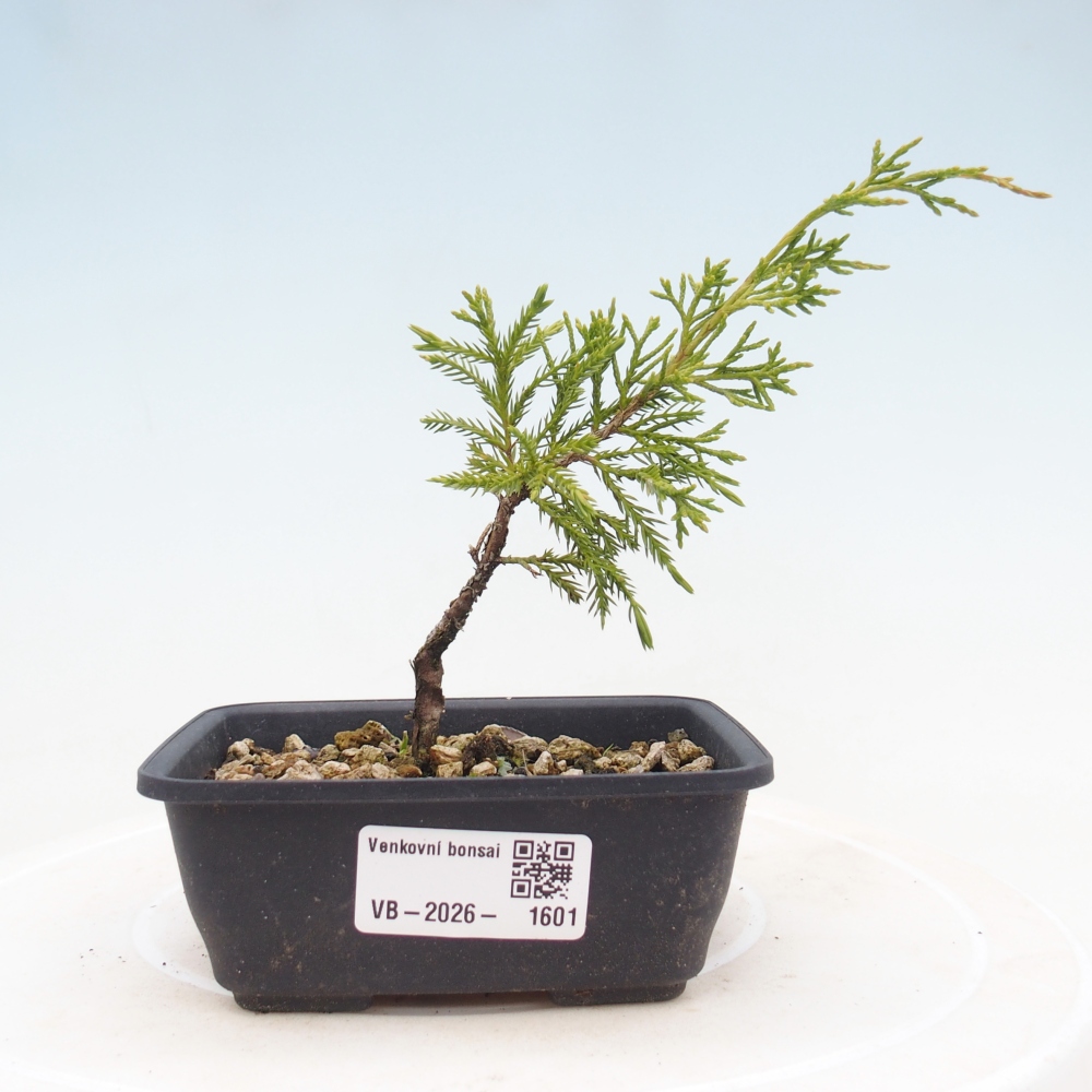 Bonsaï d'extérieur - Juniperus chinensis Itoigawa