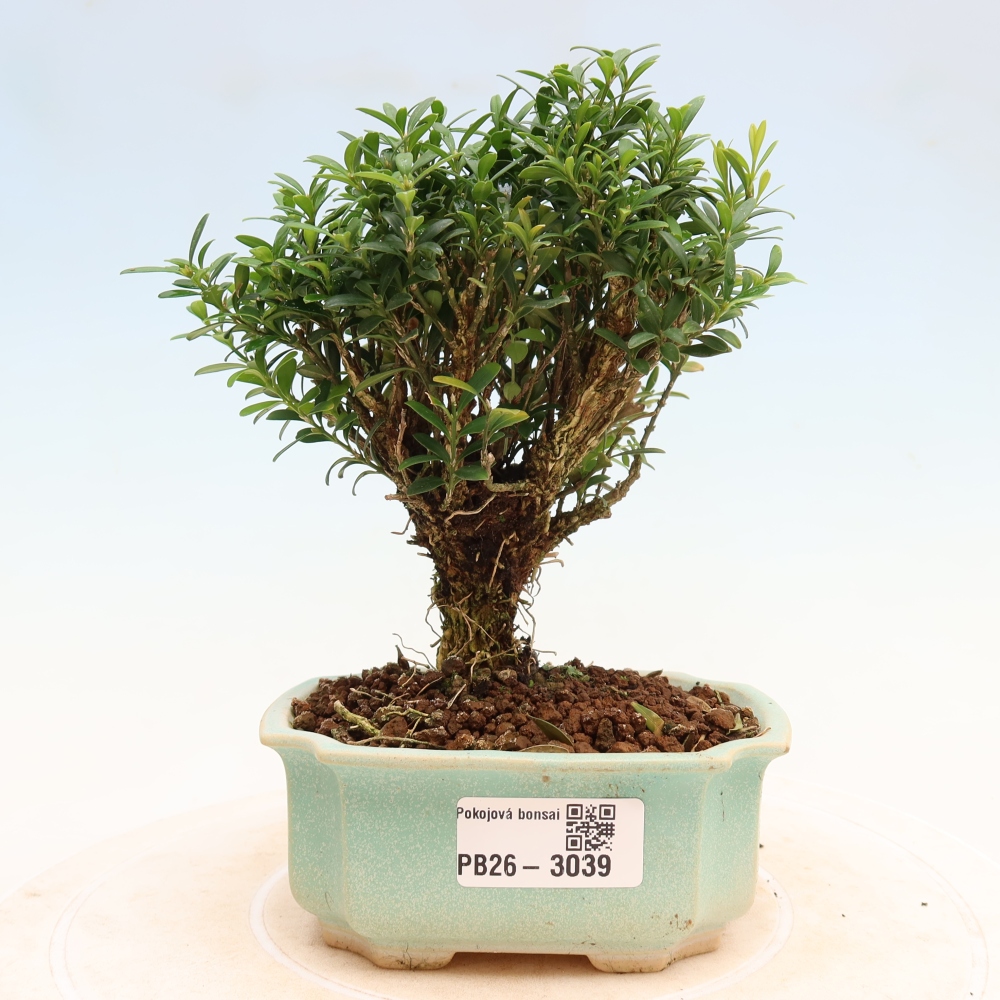 Bonsaï de chambre - Buxus harlandii - buxus liège