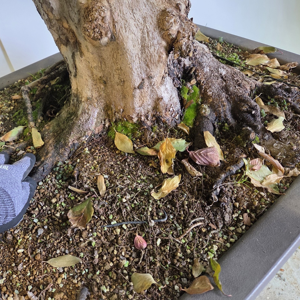 Bonsaï d'extérieur Cornouiller - Cornus Mas