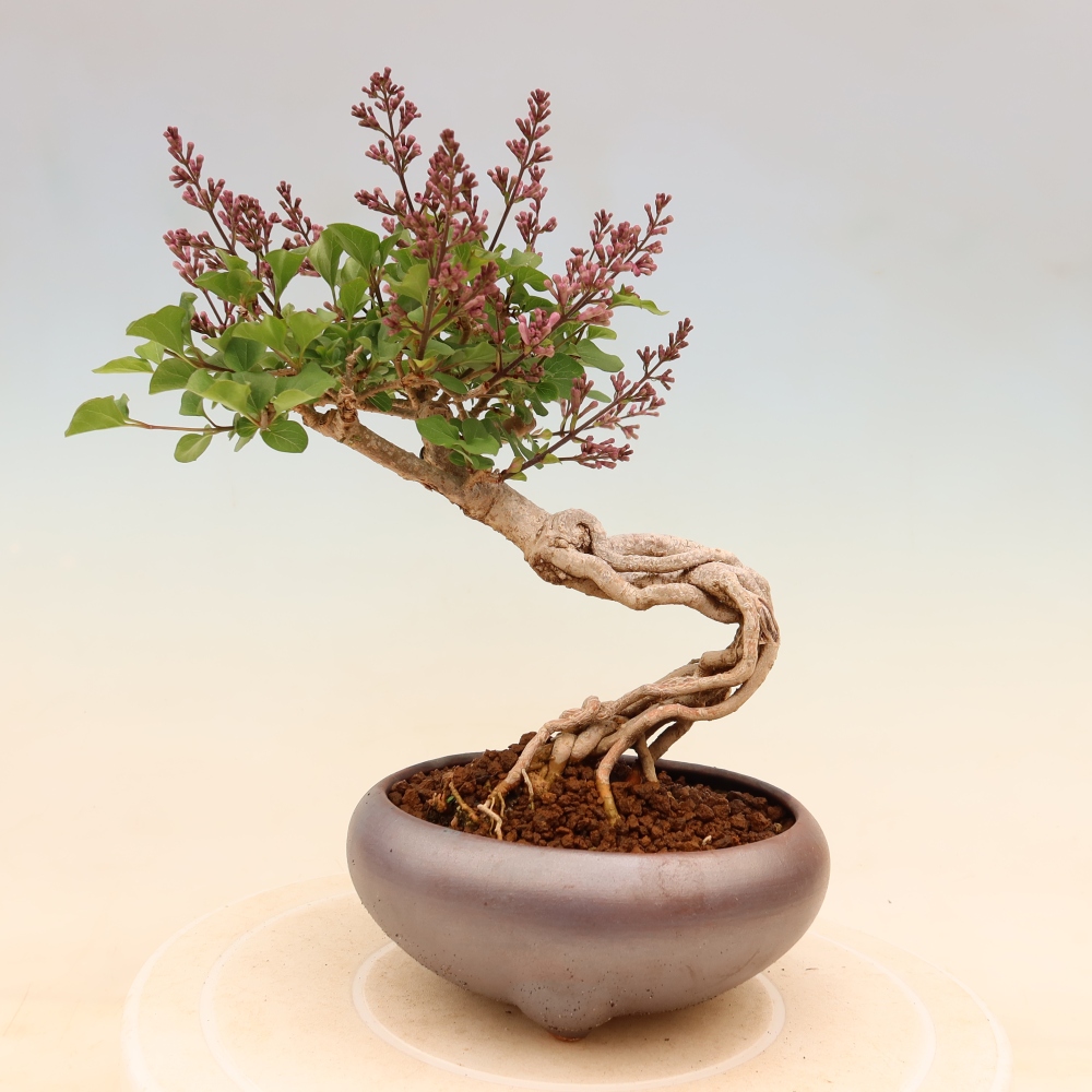 Bonsaï d'extérieur - Syringa microphylla - lilas à petites fleurs