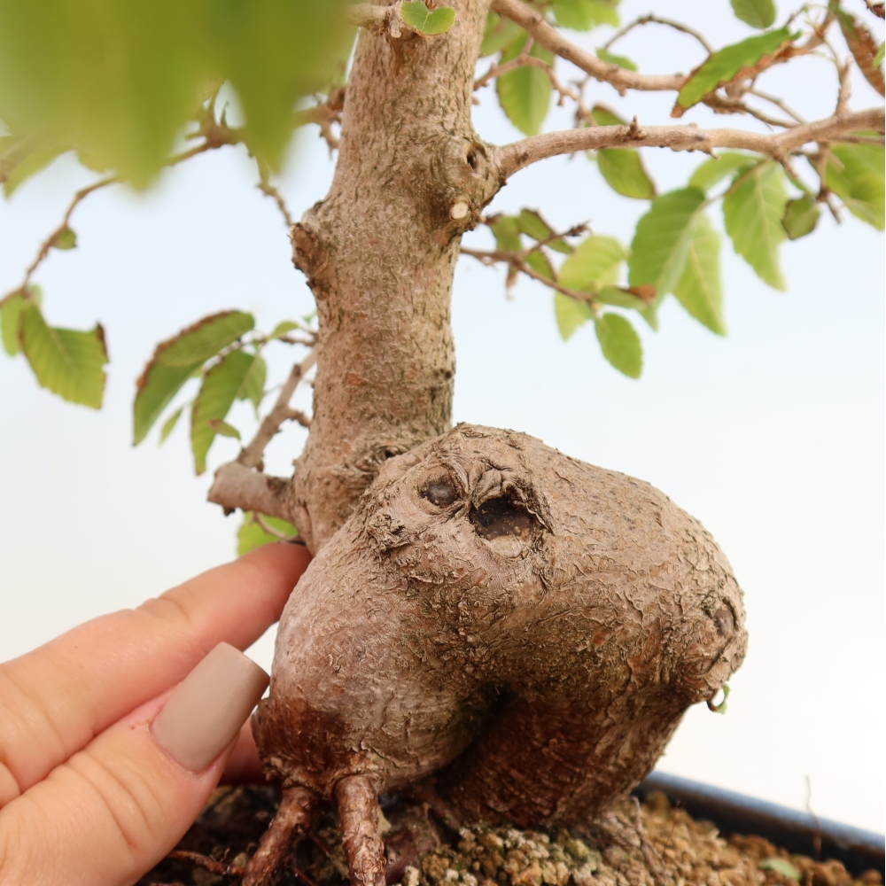 Bonsaï d'extérieur -Carpinus CARPINOIDES - Charme de Corée