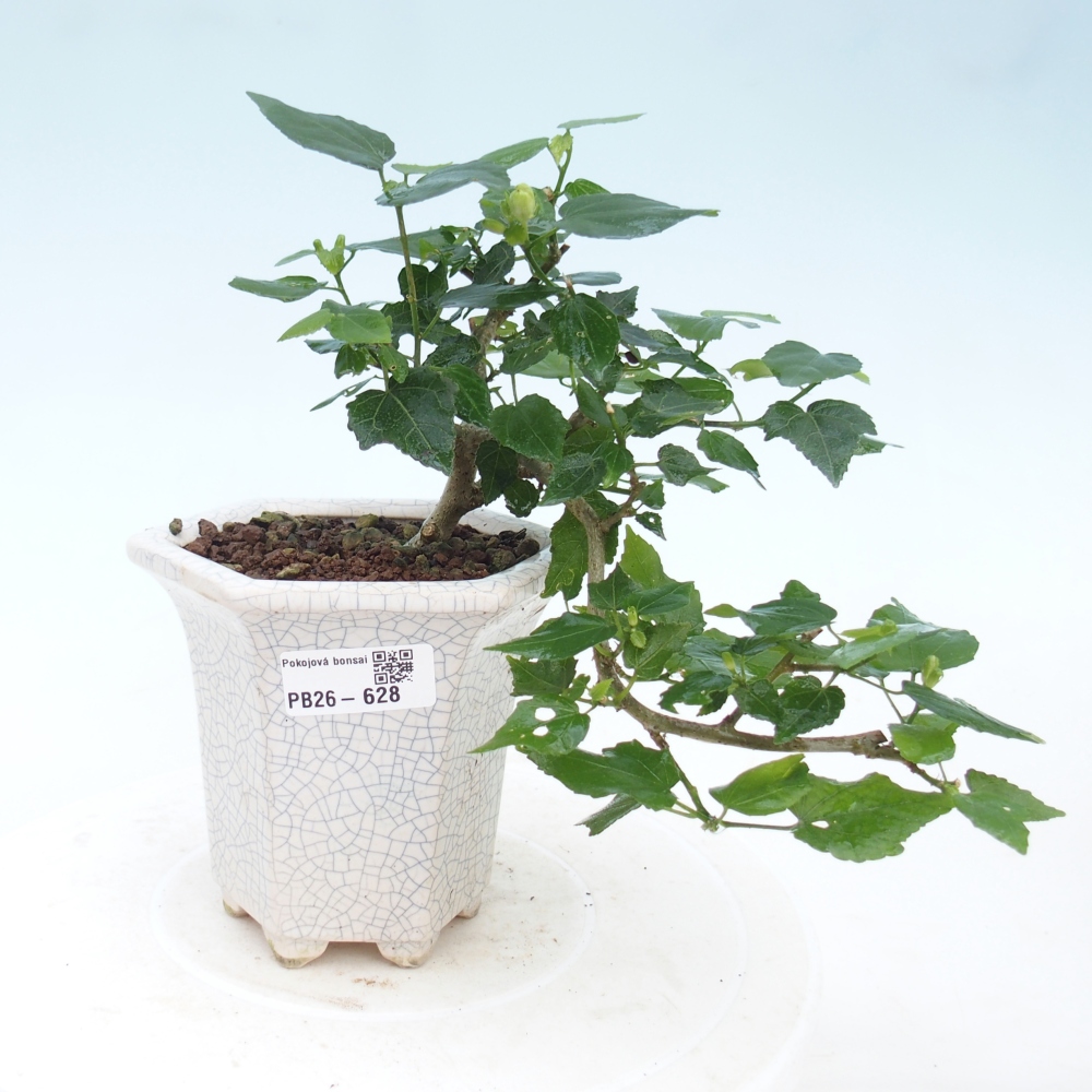 Bonsaï d'intérieur - Malvaviscus arboreus