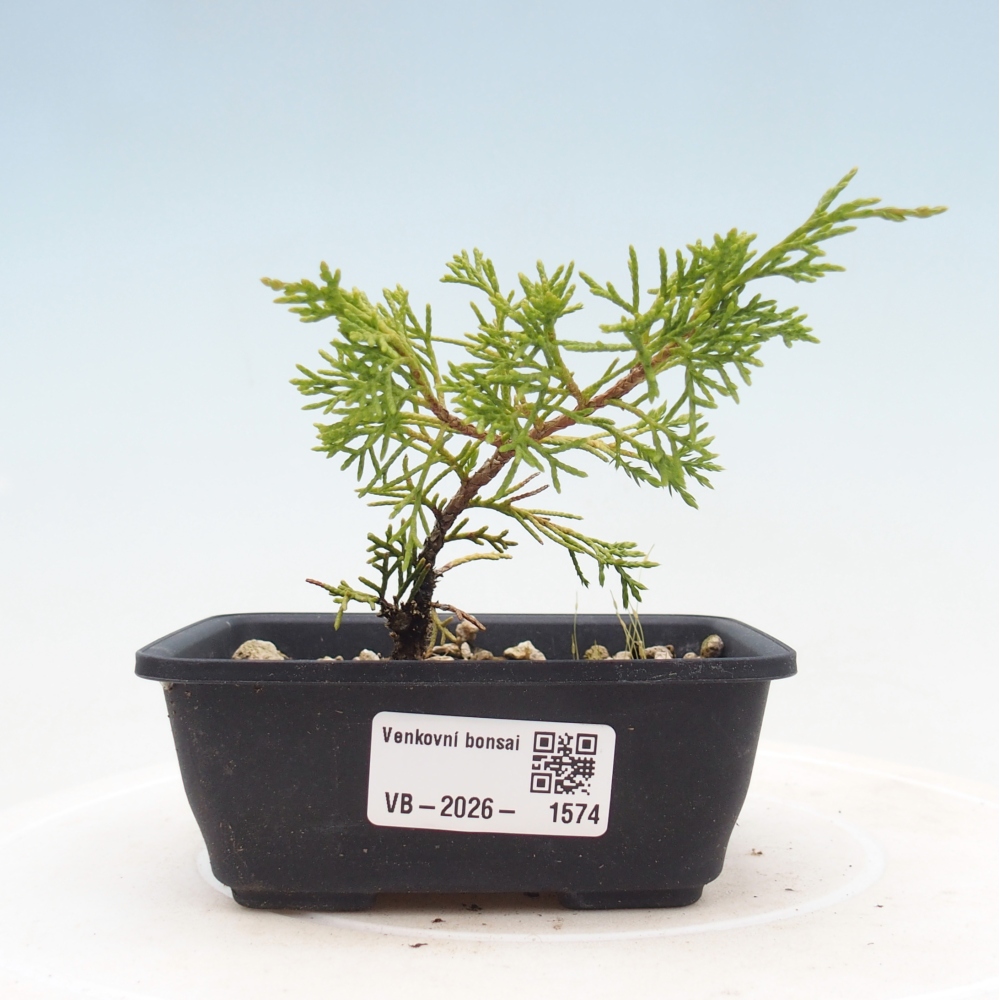 Bonsaï d'extérieur - Juniperus chinensis Itoigawa