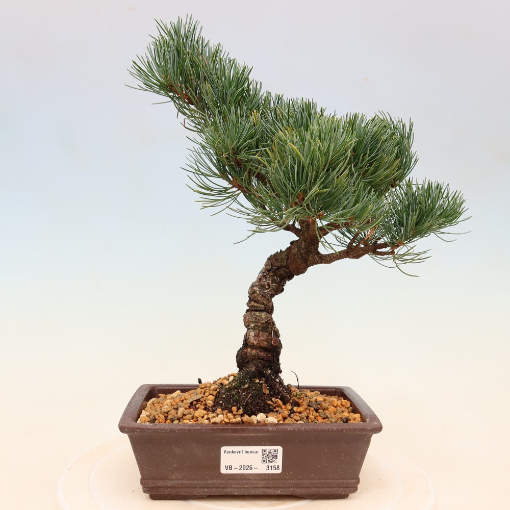 Bonsaï d'extérieur - Pinus parviflora - Pinus parviflora