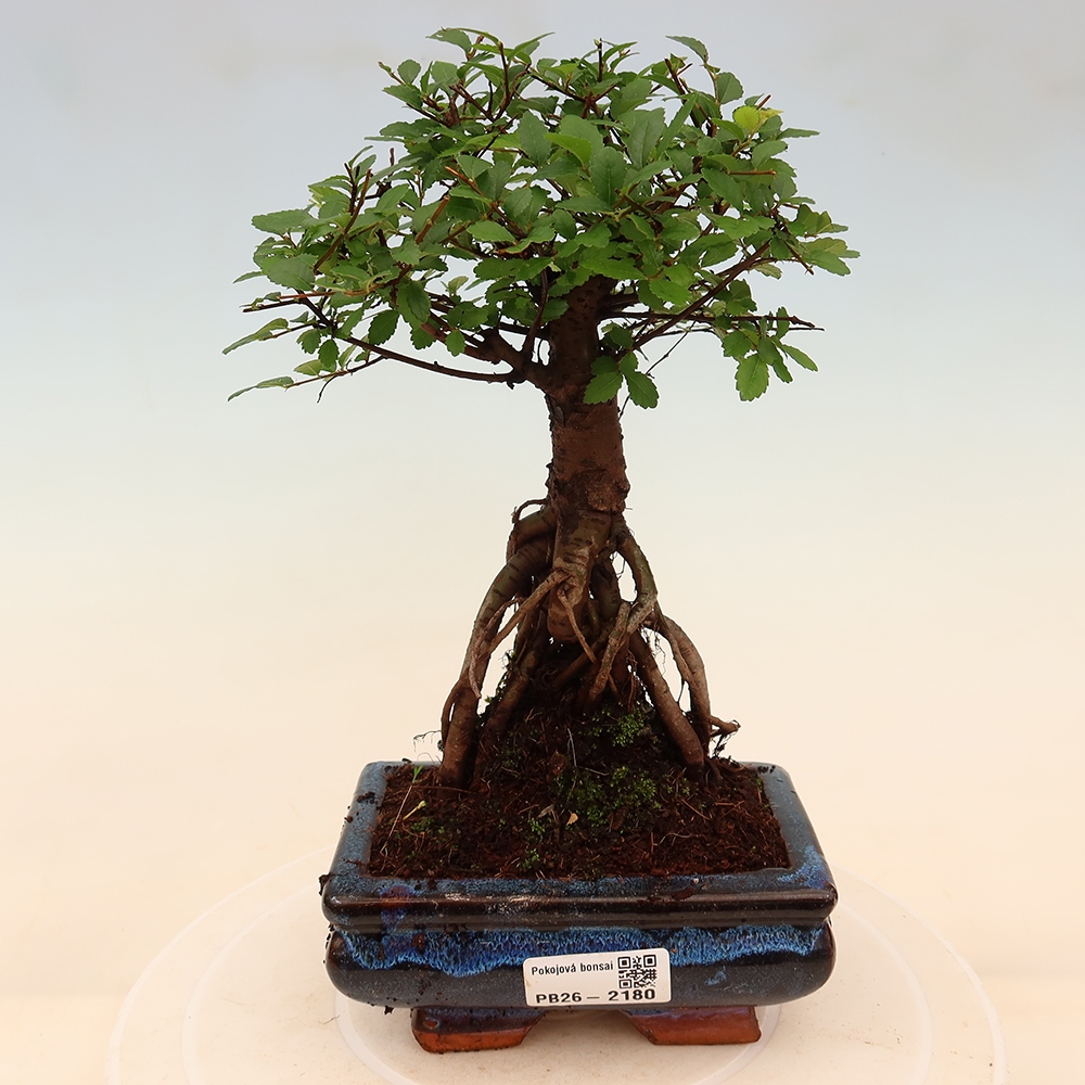Bonsaï de chambre - Ulmus parvifolia - Orme à petites feuilles