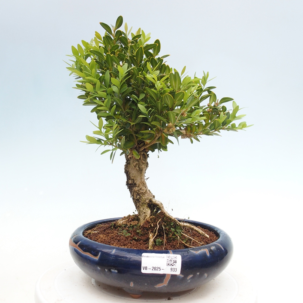 Bonsaï d'extérieur - Buxus sempervirens - buis