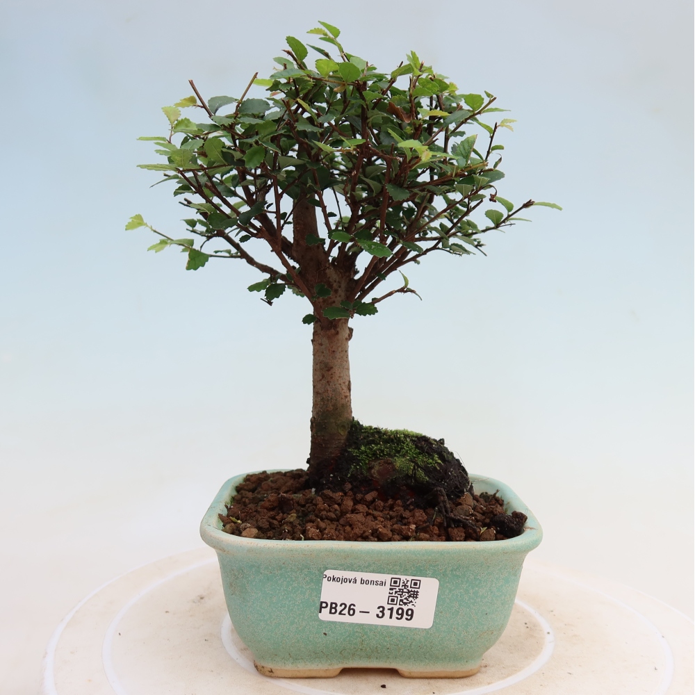 Bonsaï de chambre - Ulmus parvifolia - Orme à petites feuilles