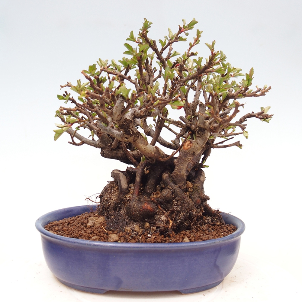 Bonsaï d'extérieur - Chaneomeles speciosa - Coing