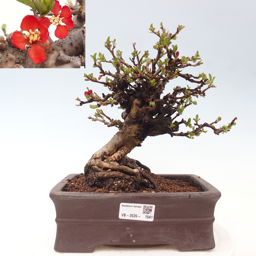 Bonsaï d'extérieur - Chaneomeles speciosa - Coing