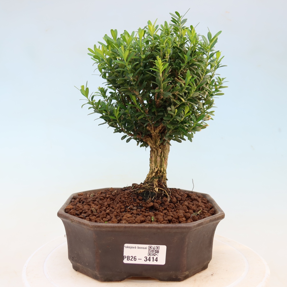 Bonsaï de chambre - Buxus harlandii - buxus liège