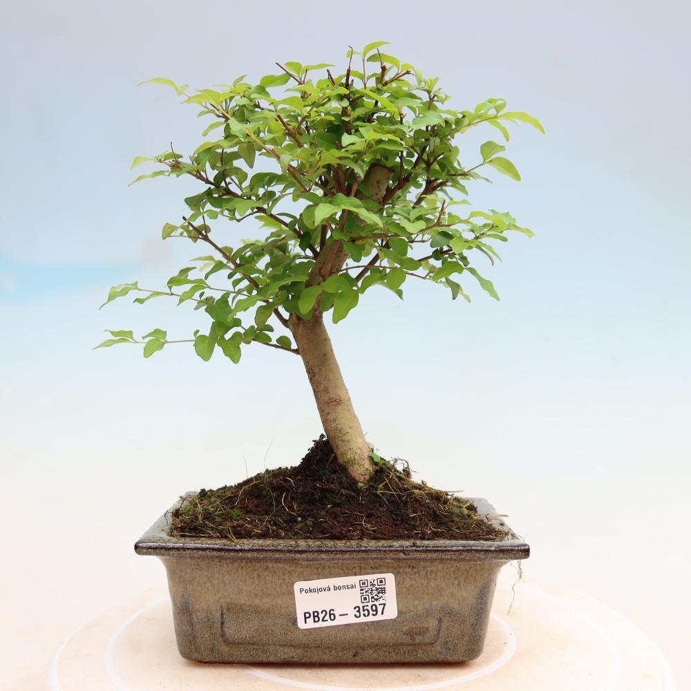 Bonsaï de chambre -Ligustrum chinensis - Bec d'oiseau