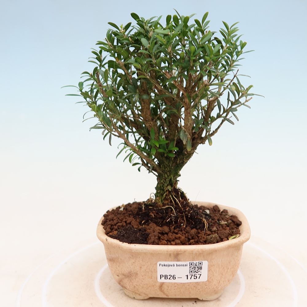 Bonsaï de chambre - Buxus harlandii - buxus liège