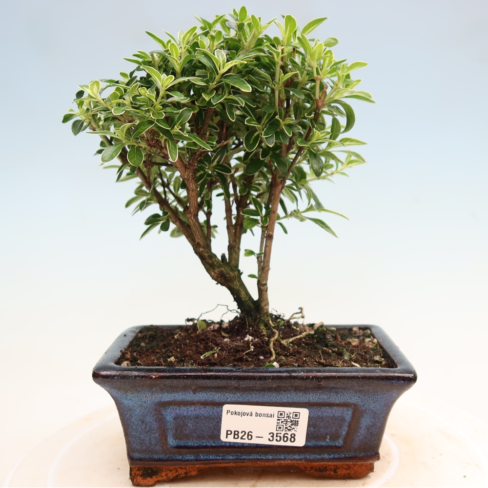 Salle bonsaï - Serissa foetida Variegata - Arbre aux mille étoiles
