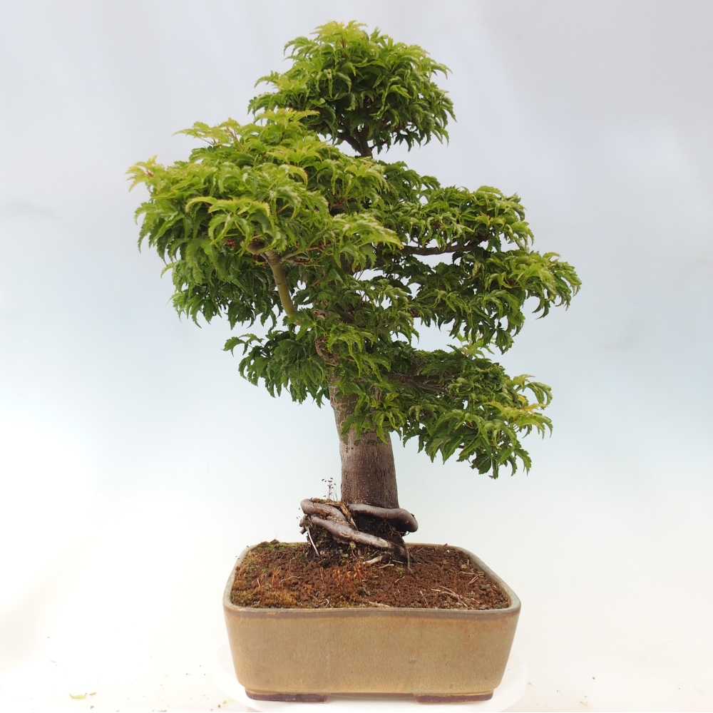 Bonsaï d'extérieur -Javor palm Acer palmatum Shishigashira