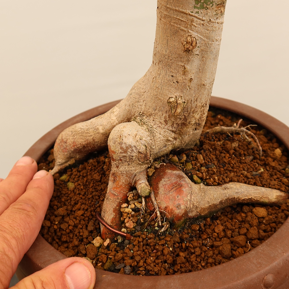 Bonsaïs d'extérieur - Maple palmatum - Palmiers
