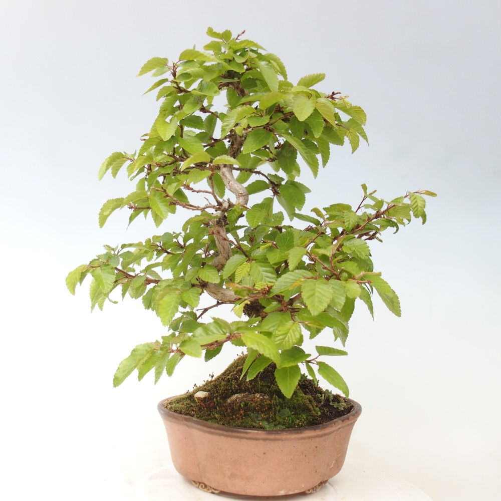 Bonsaï d'extérieur -Carpinus CARPINOIDES - Charme de Corée
