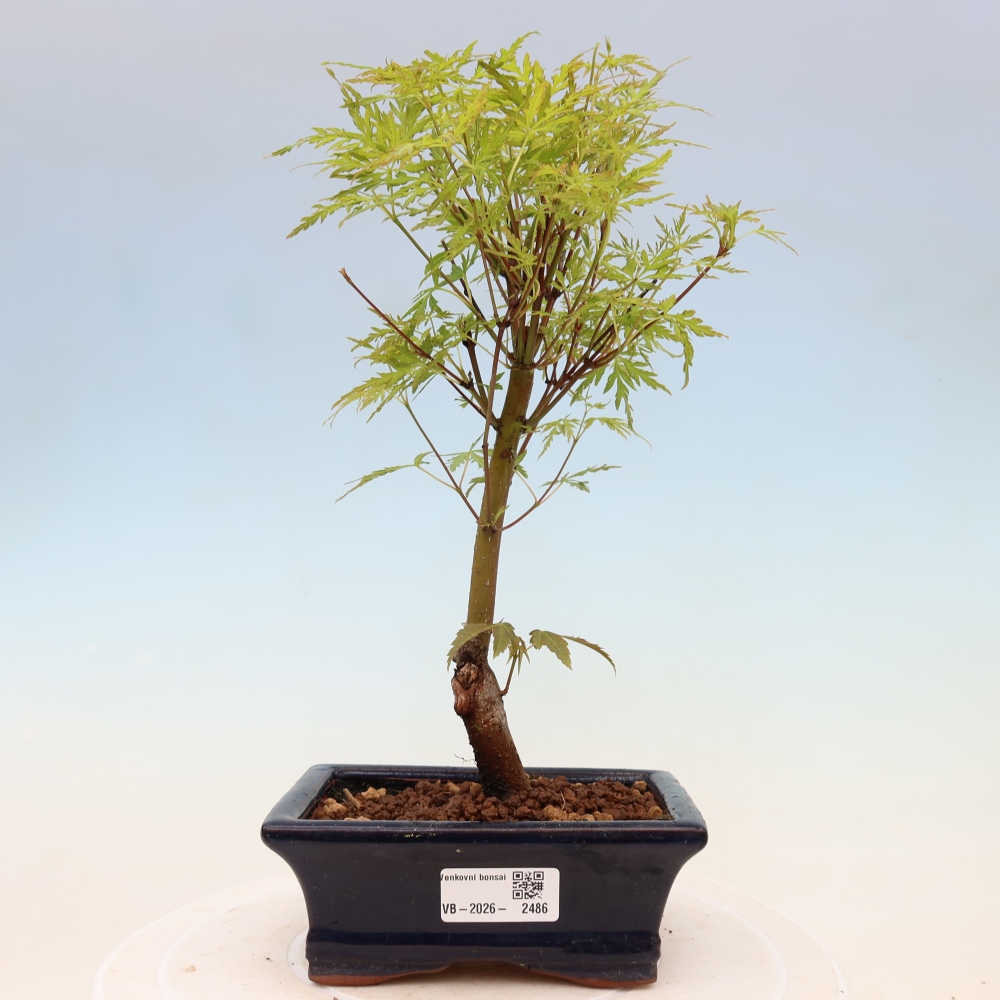 Bonsaï d'extérieur - Acer palmatum Dissectum