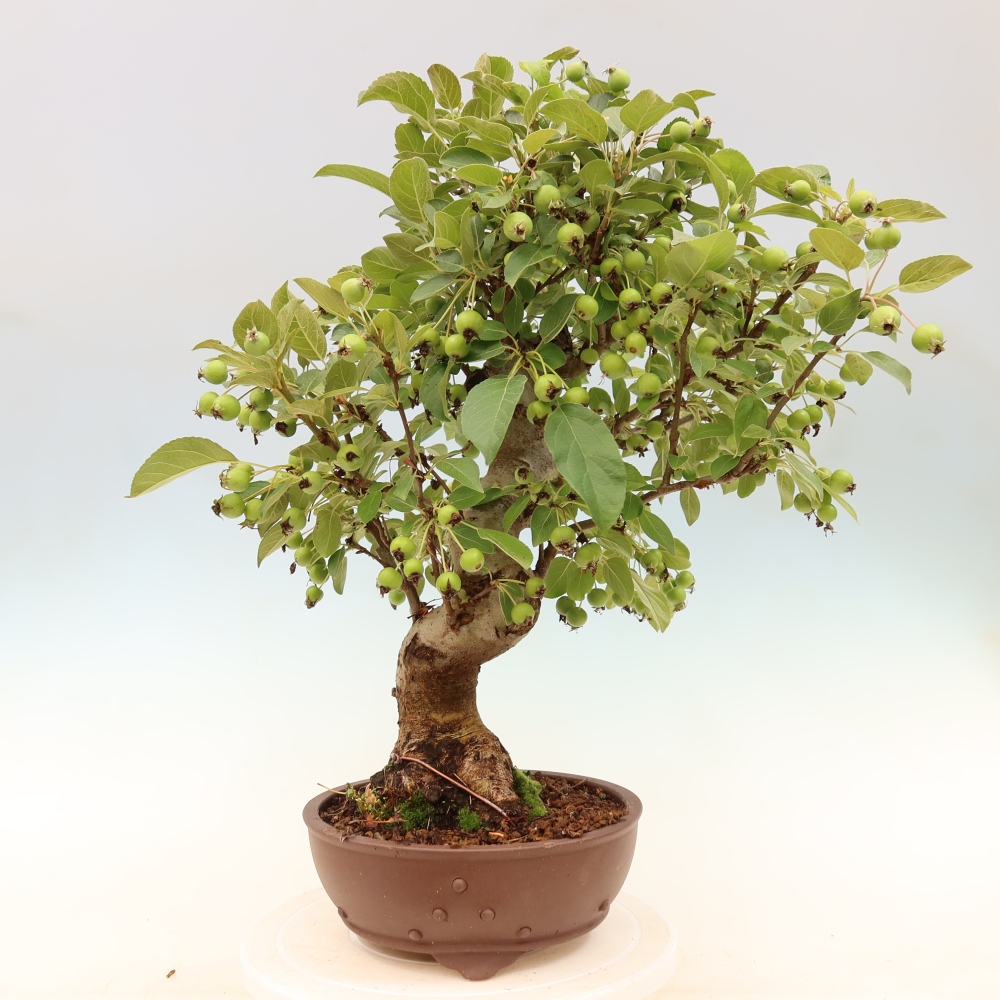 Bonsaï d'extérieur -Malus halliana - Pommier à petits fruits