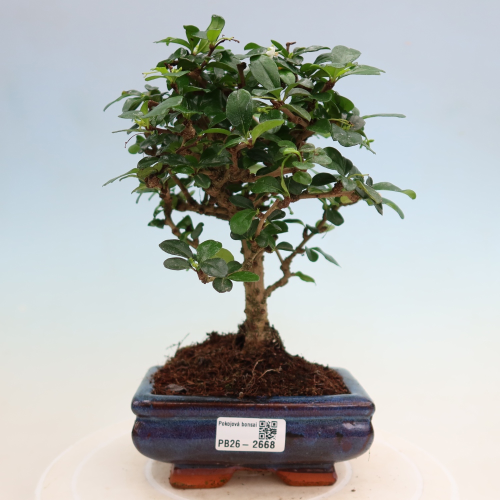 Bonsaï de chambre - Carmona macrophylla - Tea fuki