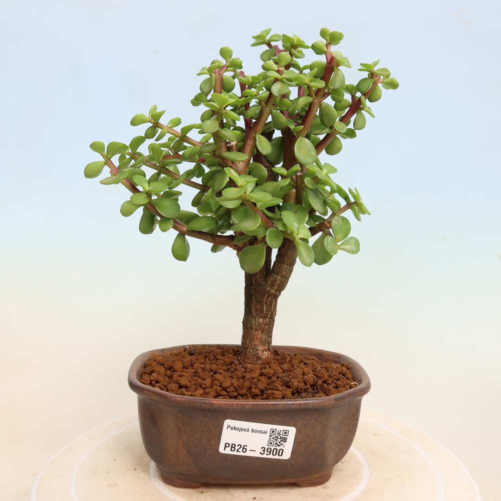 Bonsaï de chambre - Portulakaria Afra - Tlustice