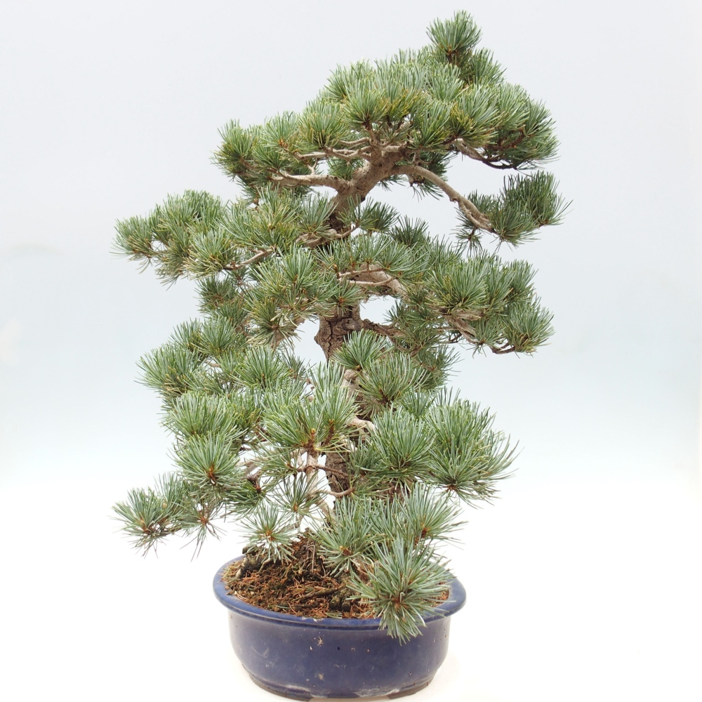 Bonsaï d'extérieur - Pinus parviflora - Pinus parviflora