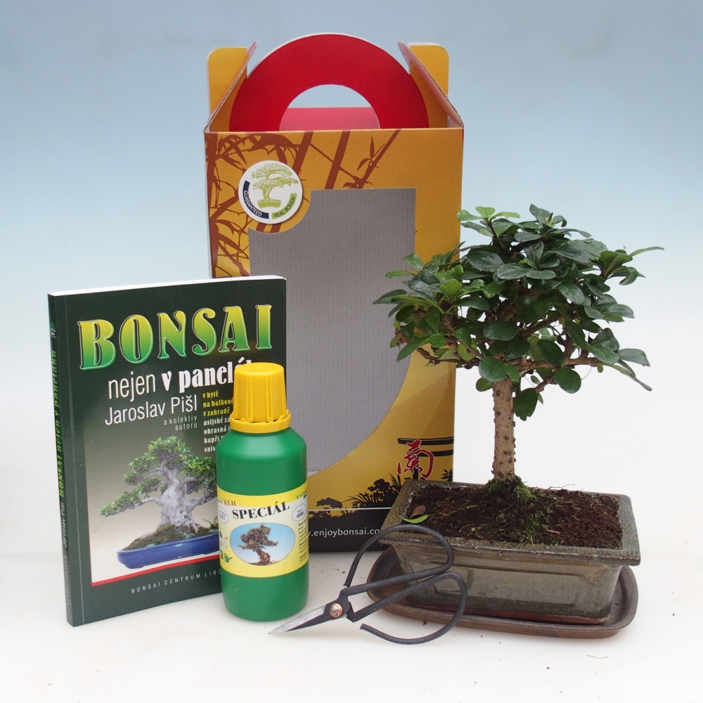 Bonsaï de chambre en boîte cadeau Carmona microphylla - Tea fuki