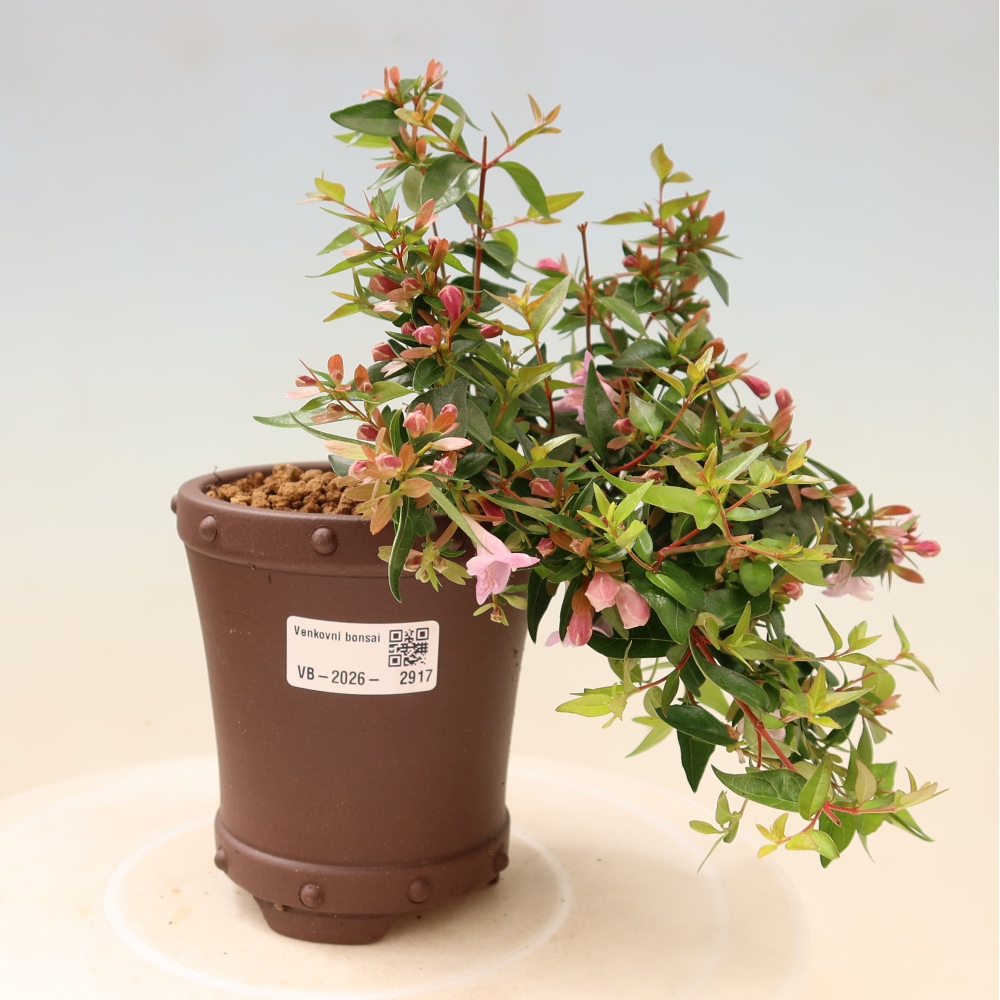 Bonsaï d'extérieur - Abelia Edward Goucher - Abélia à grandes fleurs