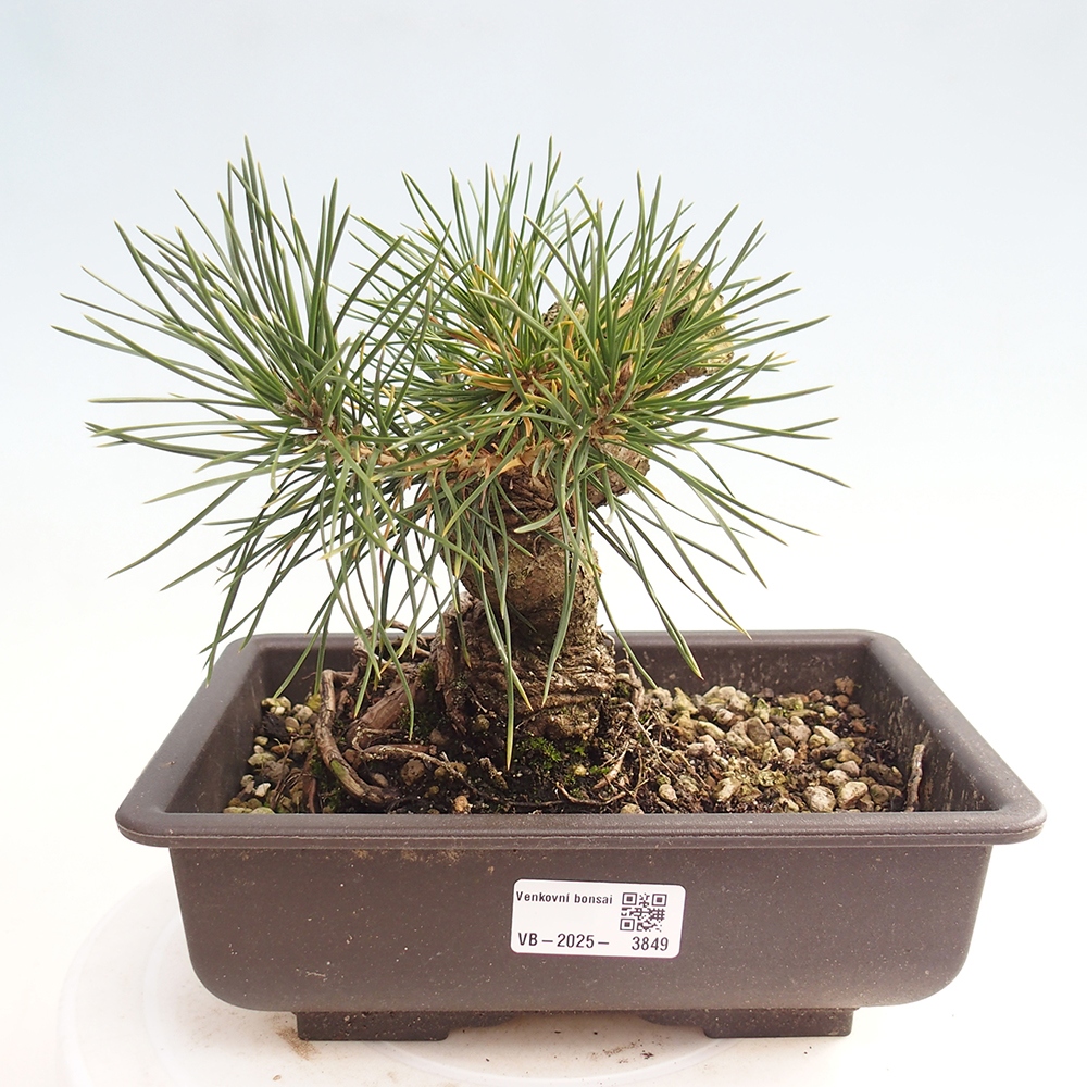 Bonsaï d'extérieur - Pinus thunbergii - Pin de Thunberg