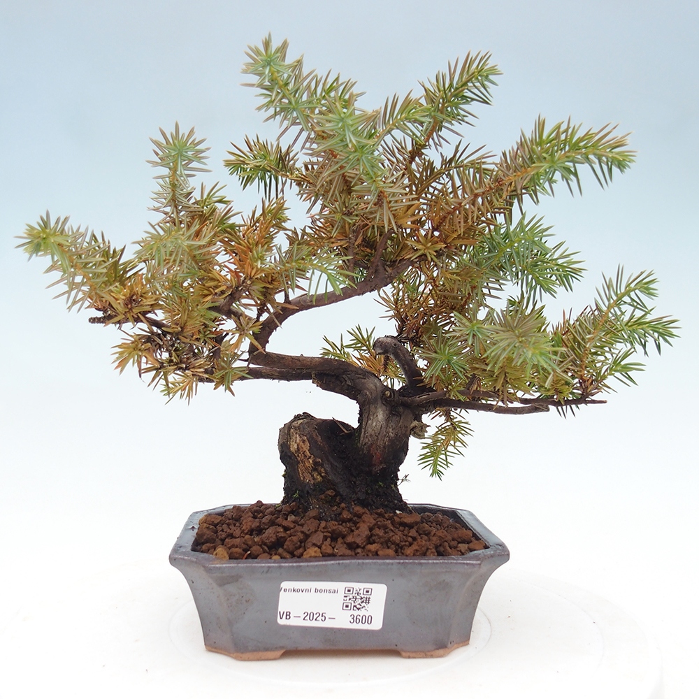Bonsaï d'extérieur - Juniperus rigida - Juniperus rigida