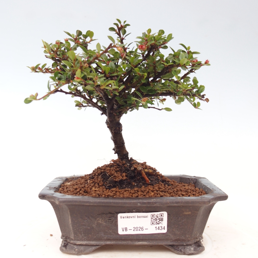 Bonsaï d'extérieur - Cotoneaster horizontalis - Rocky Mountain