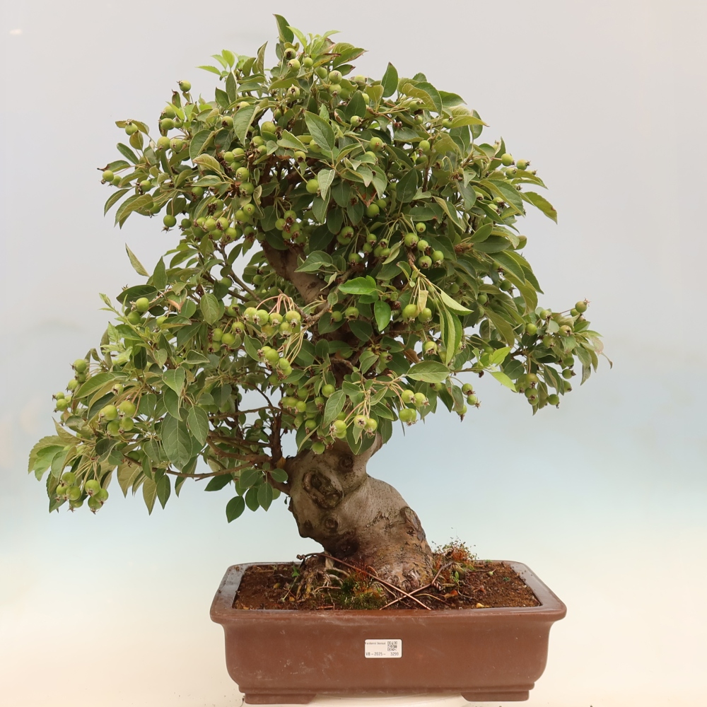 Bonsaï d'extérieur -Malus halliana - Pommier à petits fruits