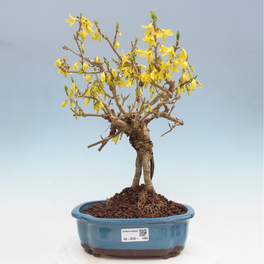 Bonsaï d'extérieur - Zlatice - Forsythia koreana