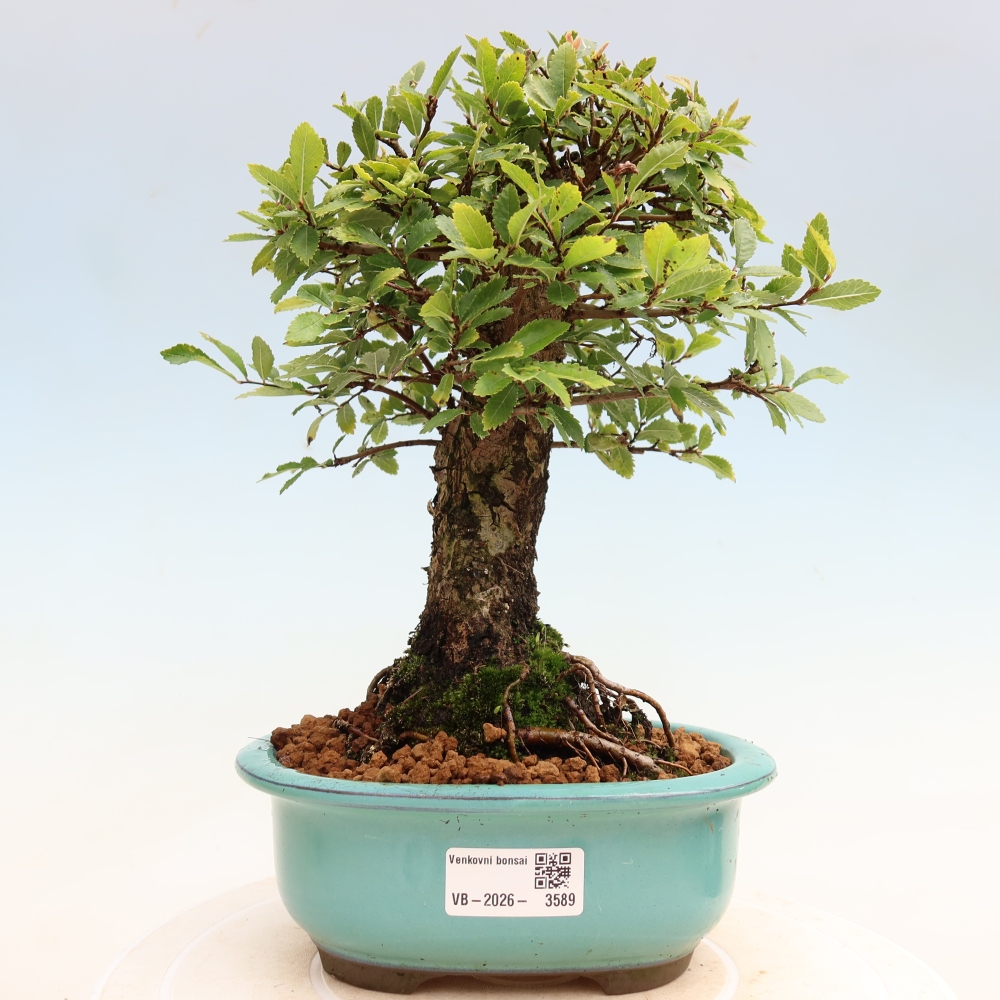 Bonsaï d'extérieur - Zelkova - Zelkova NIRE