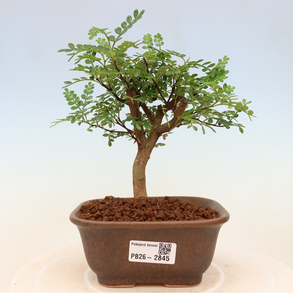 Salle bonsaï - Zantoxylum piperitum - arbre à poivre