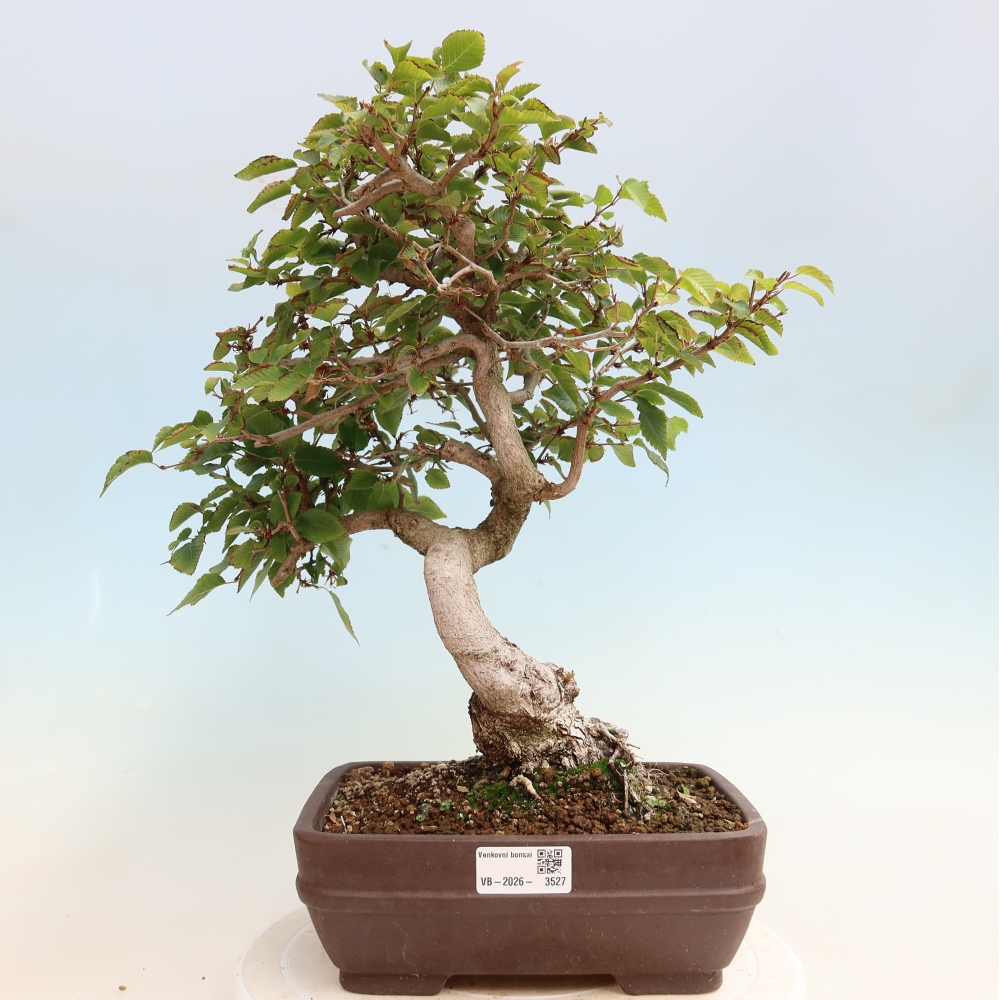 Bonsaï d'extérieur -Carpinus CARPINOIDES - Charme de Corée