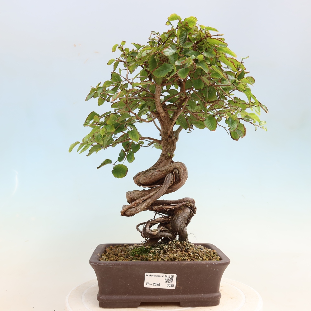 Bonsaï d'extérieur -Carpinus CARPINOIDES - Charme de Corée