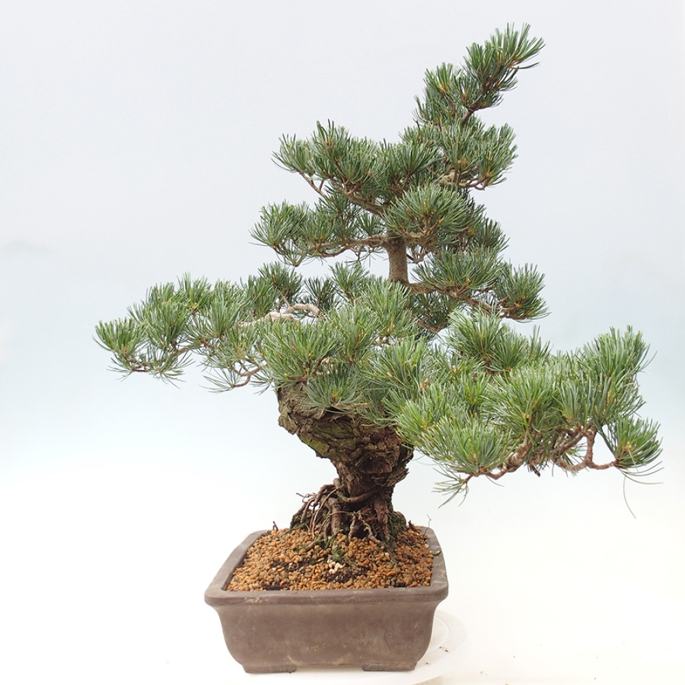 Bonsaï d'extérieur - Pinus parviflora - Pinus parviflora