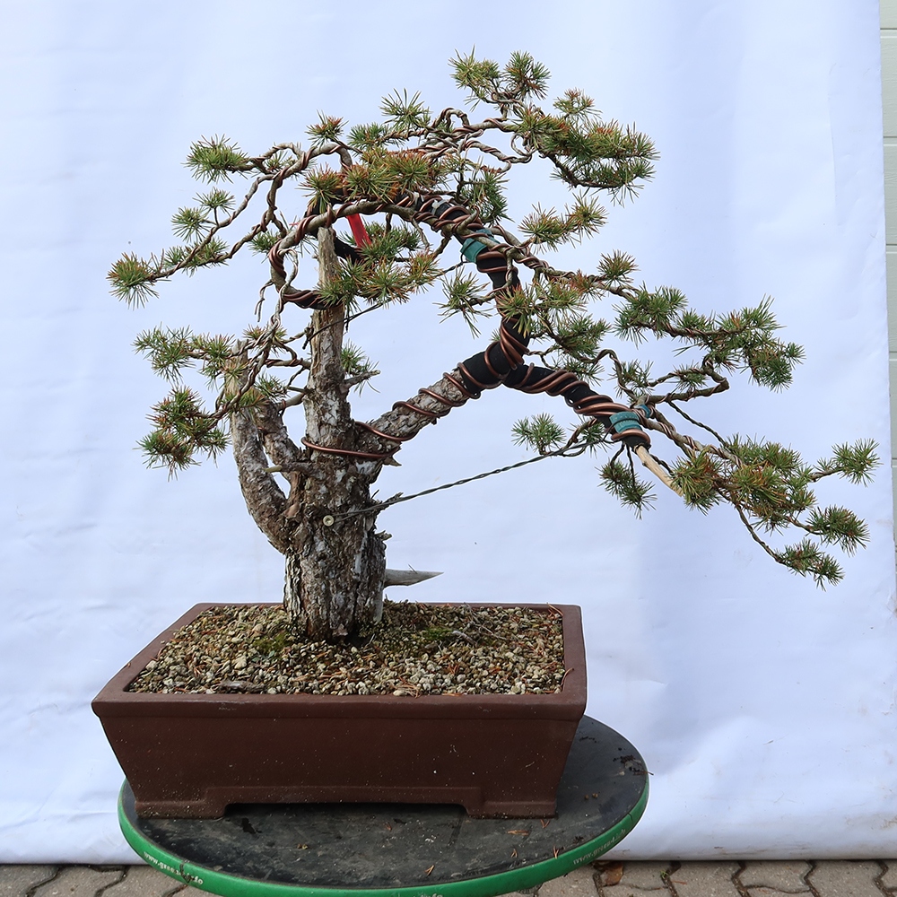 Pinus sylvestris Espagne - pin sylvestre