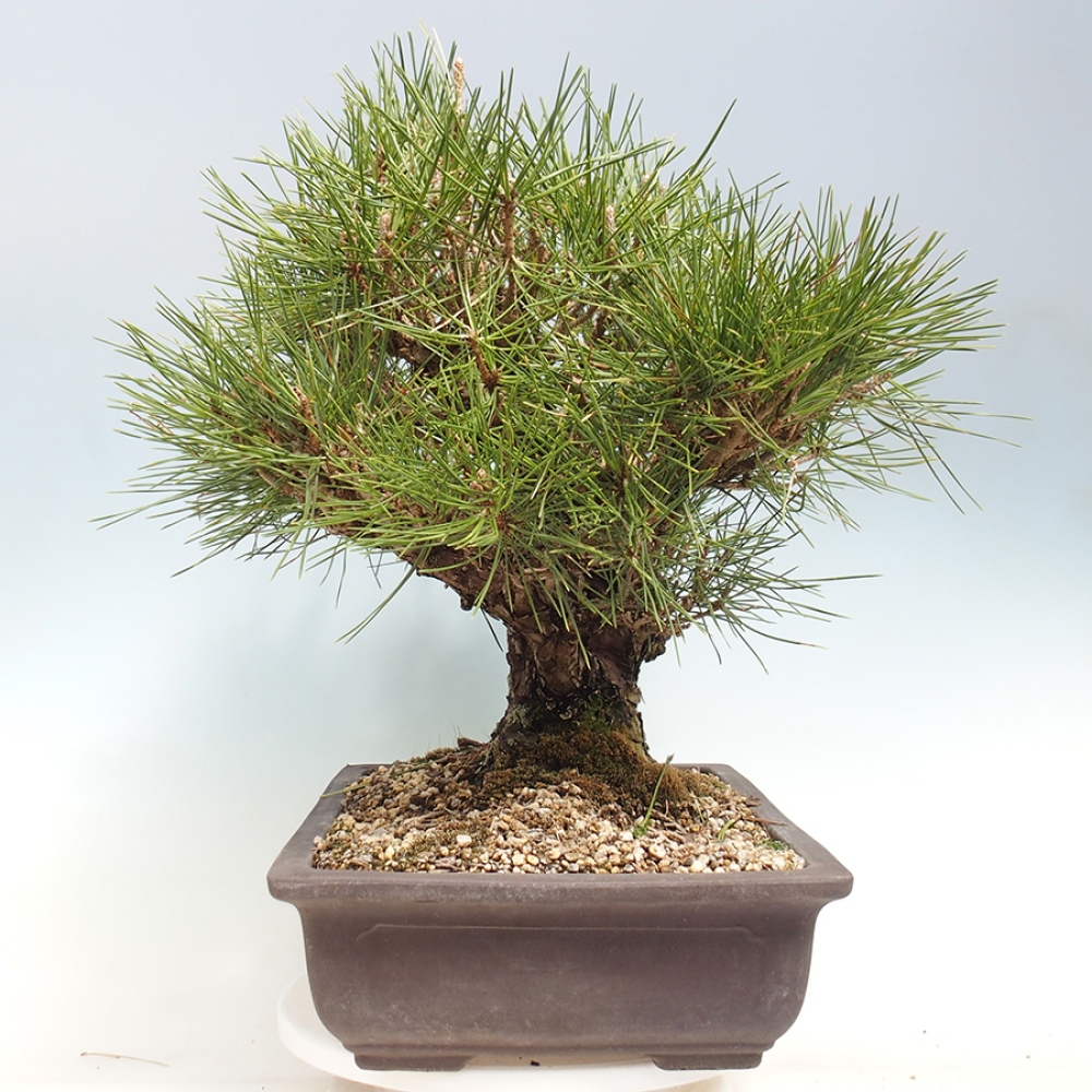 Bonsaï d'extérieur - Pinus thunbergii - Pin de Thunberg
