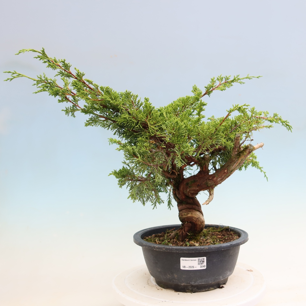 Bonsaï d'extérieur - Juniperus chinensis Itoigawa-Juniperus chinensis