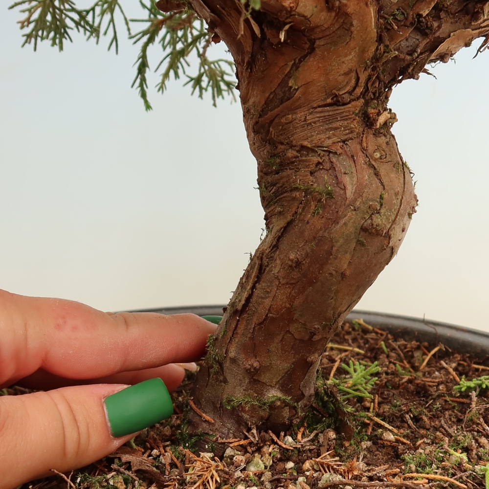 Bonsaï d'extérieur - Juniperus chinensis Itoigawa-Juniperus chinensis