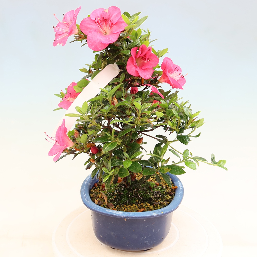 Bonsaï d'extérieur - Azalée japonaise - Azalea Kobai