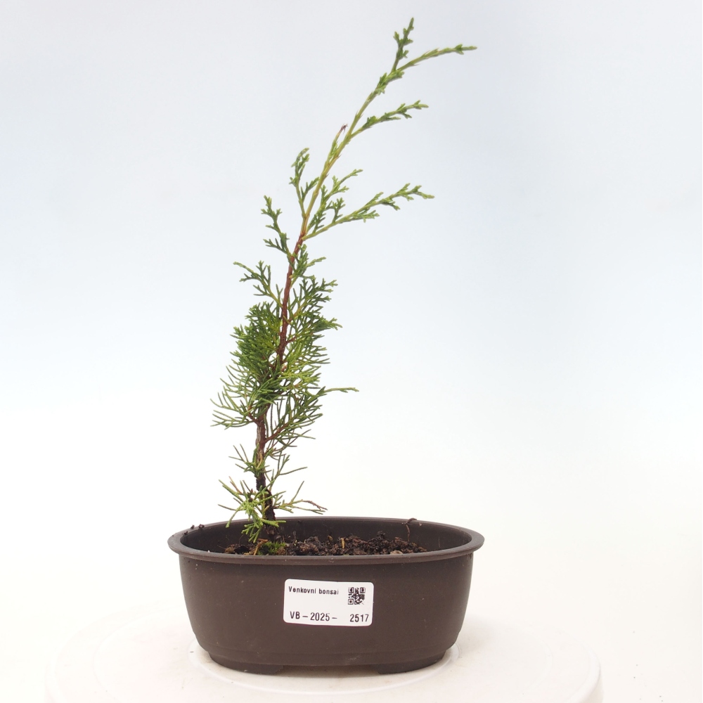 Bonsaï d'extérieur - Juniperus chinensis Itoigawa