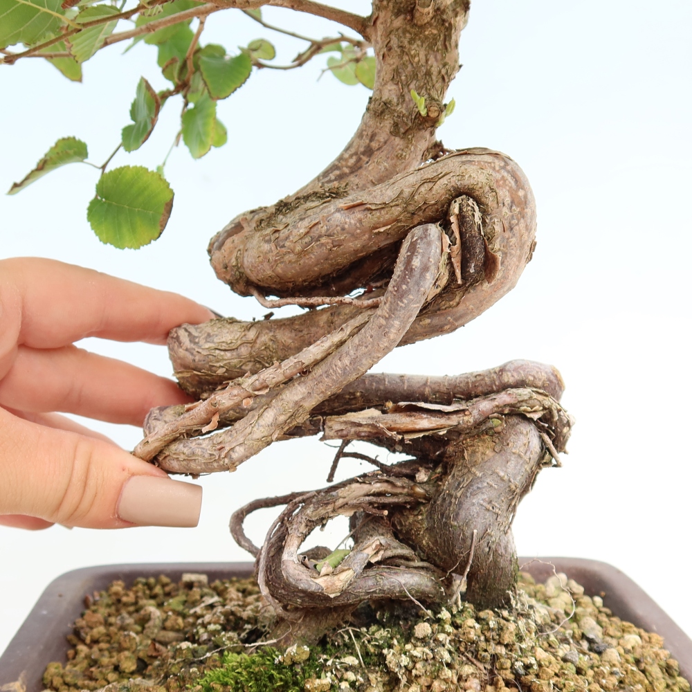 Bonsaï d'extérieur -Carpinus CARPINOIDES - Charme de Corée