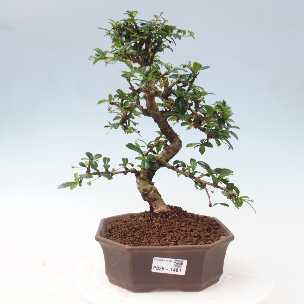 Bonsaï de chambre - Carmona macrophylla - Tea fuki